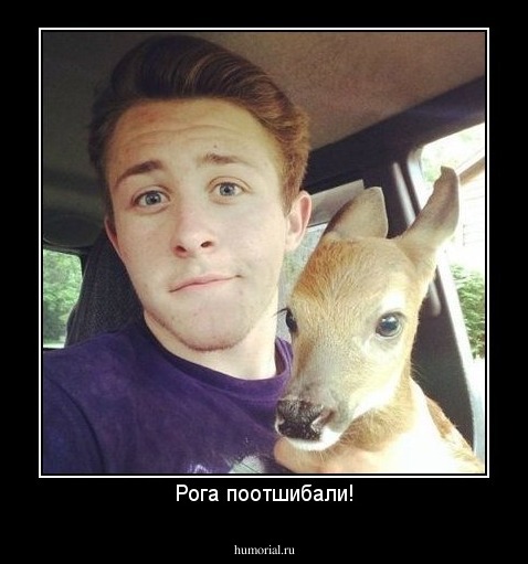 Рога поотшибали!