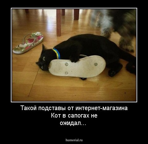 Такой подставы от интернет-магазина Кот в сапогах не ожидал...