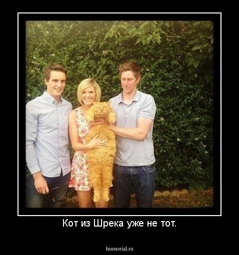 Кот из Шрека уже не тот.