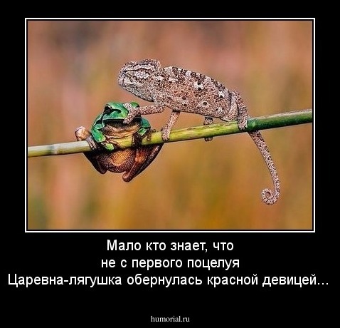Мало кто знает, что не с первого поцелуя Царевна-лягушка обернулась красной девицей...
