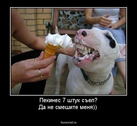 Пекинес 7 штук съел? Да не смешите меня))