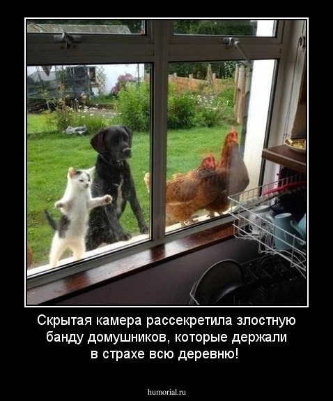 Скрытая камера рассекретила злостную банду домушников, которые держали в страхе всю деревню!