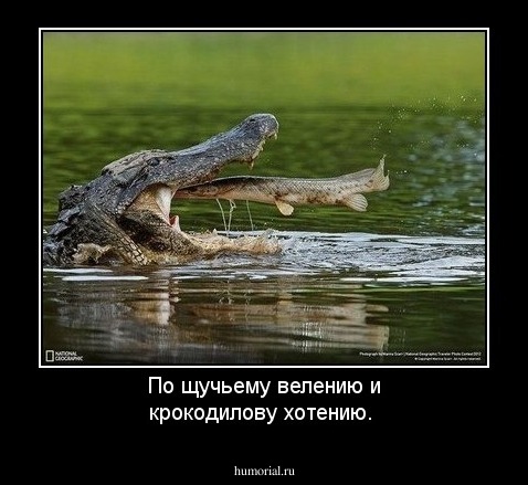 По щучьему велению и крокодилову хотению.