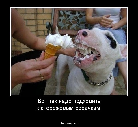 Вот так надо подходить к сторожевым собачкам