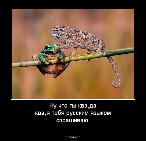 Ну что ты ква,да ква,я тебя русским языком спрашиваю