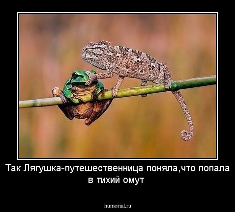 Так Лягушка-путешественница поняла,что попала в тихий омут