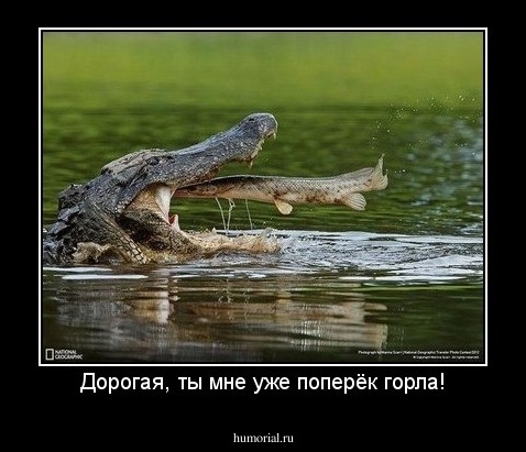 Дорогая, ты мне уже поперёк горла!