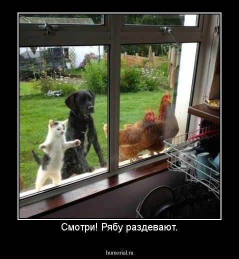 Смотри! Рябу раздевают.
