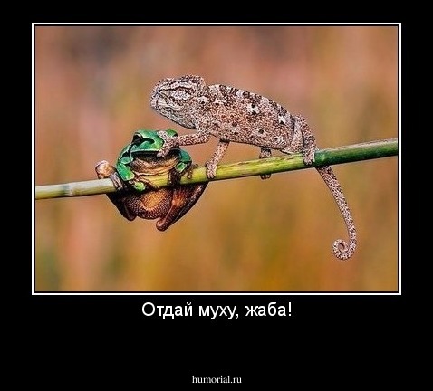 Отдай муху, жаба!
