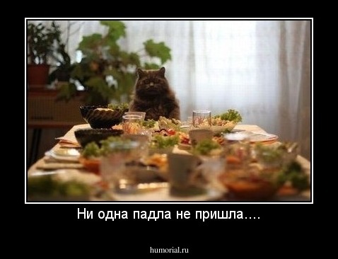 Ни одна падла не пришла....