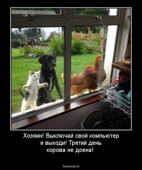 Хозяин! Выключай свой компьютер и выходи! Третий день корова не доена!