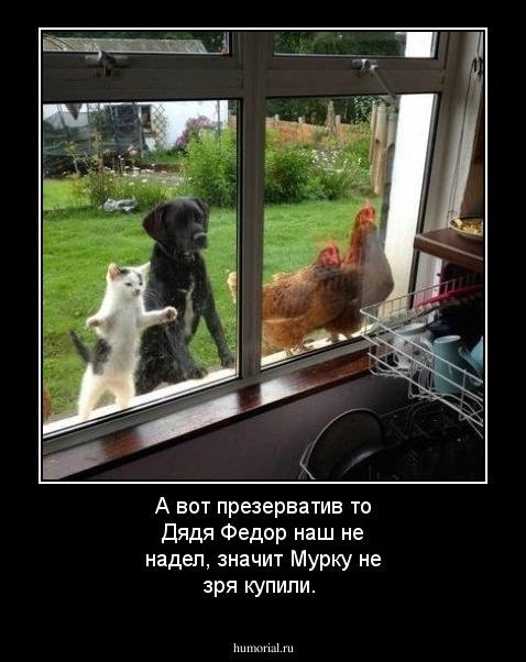 А вот презерватив то Дядя Федор наш  не надел, значит Мурку не зря купили.