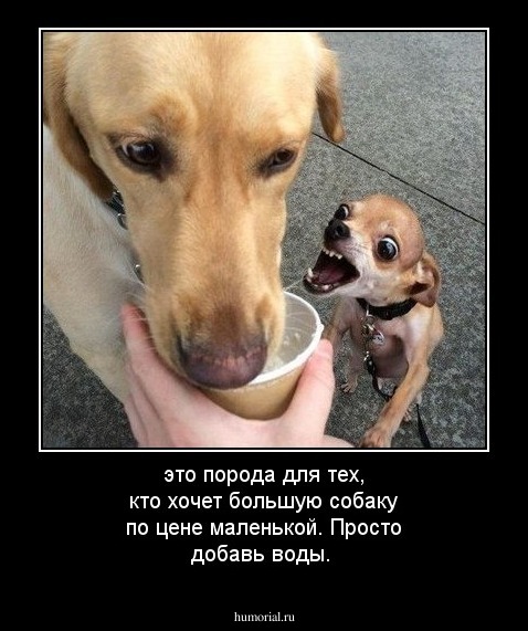 это порода для тех, кто хочет большую собаку по цене маленькой. Просто добавь воды.