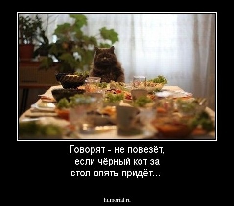 Говорят - не повезёт, если чёрный кот за стол опять придёт...