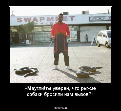 -Маугли!ты уверен, что рыжие собаки бросили нам вызов?!