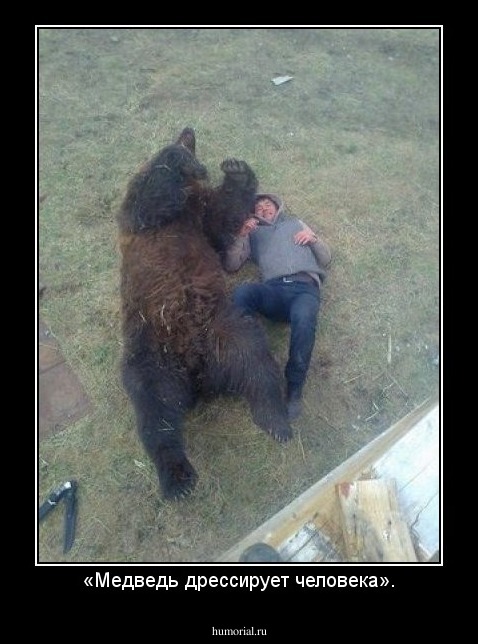 «Медведь дрессирует человека».