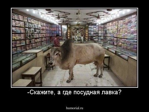 -Скажите, а где посудная лавка?