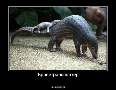 Бронетранспортер