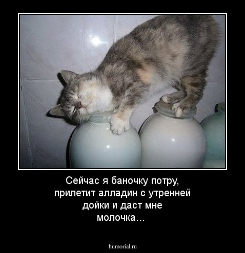 Сейчас я баночку потру, прилетит алладин с утренней дойки и даст мне молочка...