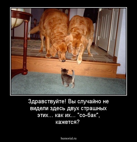 Здравствуйте! Вы случайно не видели здесь двух страшных этих... как их... "со-бак", кажется?