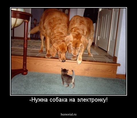 -Нужна собака на электронку!