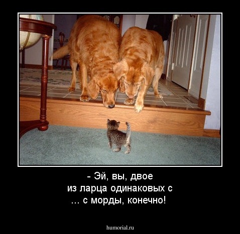 - Эй, вы, двое из ларца одинаковых с ... с морды, конечно!