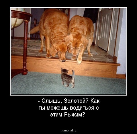 - Слышь, Золотой? Как ты можешь водиться с этим Рыжим?