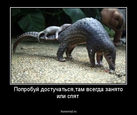Попробуй достучаться,там всегда занято или спят
