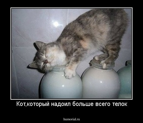 Кот,который надоил больше всего телок