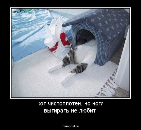 кот чистоплотен, но  ноги вытирать не любит