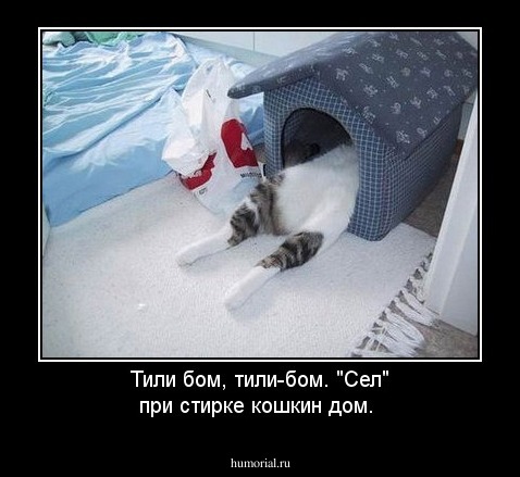 Тили бом, тили-бом.
"Сел" при стирке кошкин дом.
