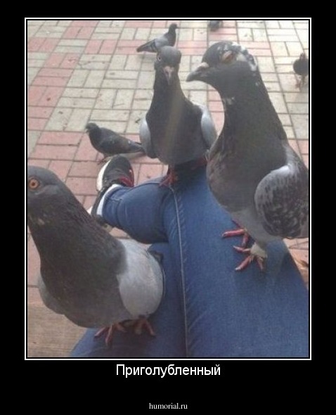 Приголубленный