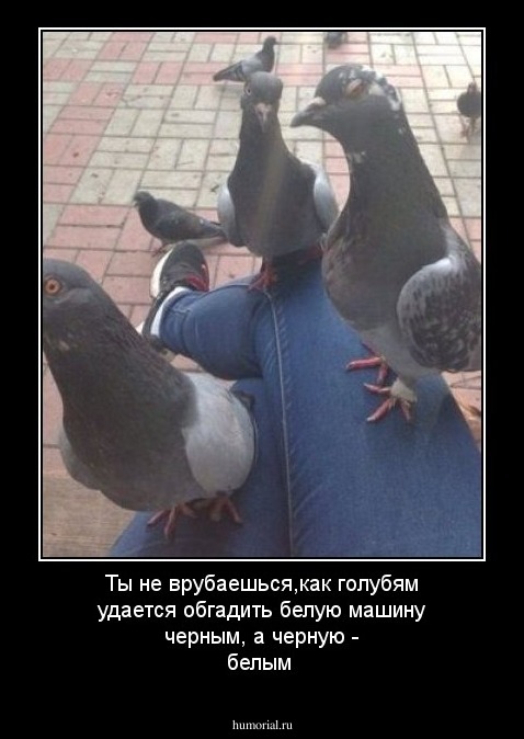 Ты не врубаешься,как голубям удается обгадить белую машину черным, а черную - белым