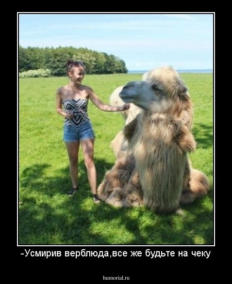 -Усмирив верблюда,все же будьте на чеку