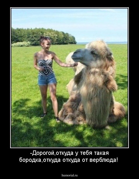 -Дорогой,откуда у тебя такая бородка,откуда откуда от верблюда!