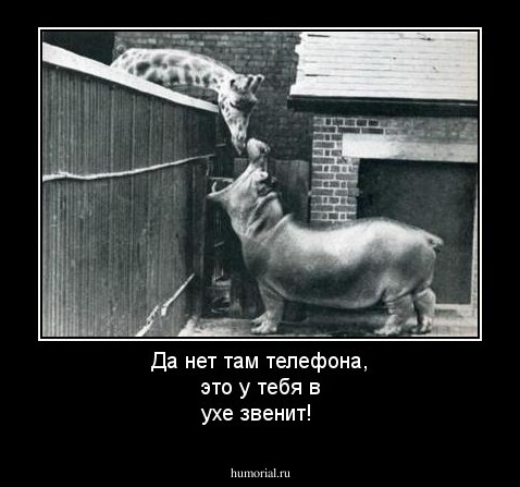 Да нет там телефона, это у тебя в ухе звенит!