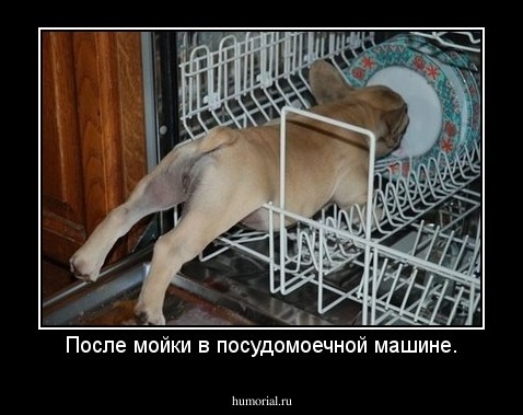 После мойки в посудомоечной машине.