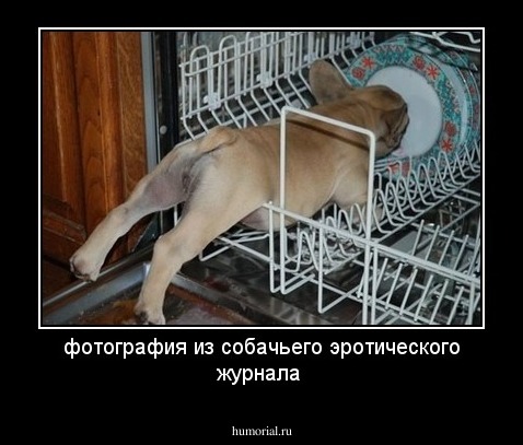 фотография из собачьего эротического журнала