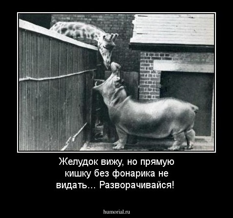 Желудок вижу, но прямую кишку без фонарика не видать... Разворачивайся!