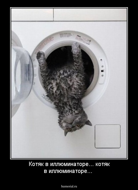 Котяк в иллюминаторе... котяк в иллюминаторе...