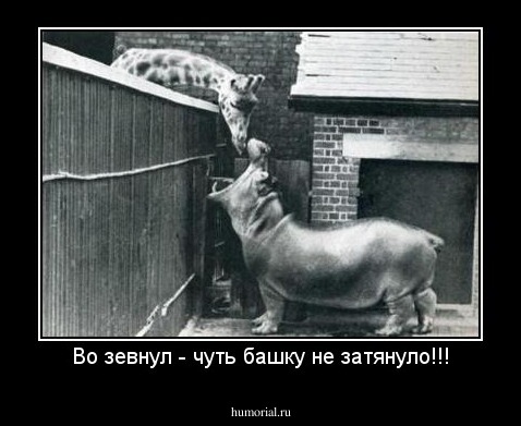 Во зевнул - чуть башку не затянуло!!!