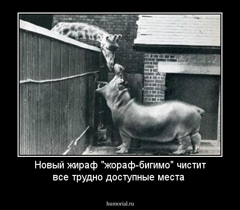 Новый жираф "жораф-бигимо" чистит все трудно доступные места