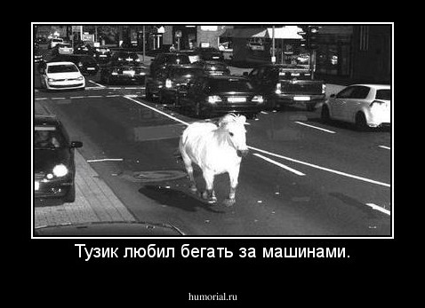 Тузик любил бегать за машинами.