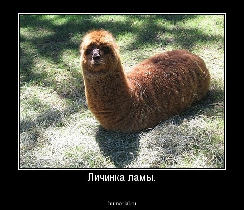 Личинка ламы.