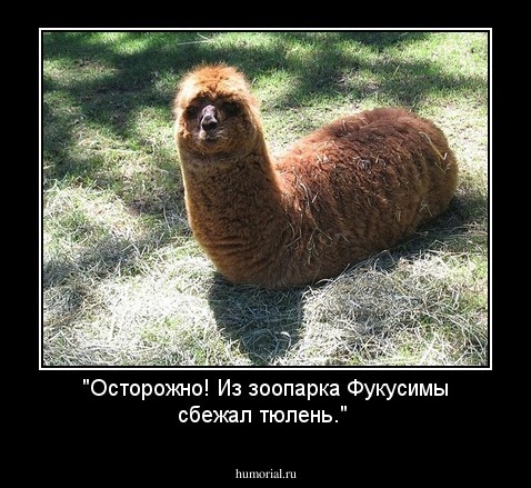 "Осторожно! Из зоопарка Фукусимы сбежал тюлень."