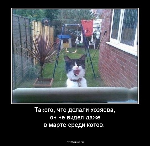 Такого, что делали хозяева, он не видел даже в марте среди котов.