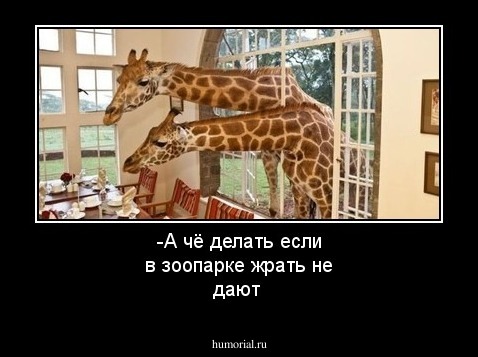 -А чё делать если в зоопарке жрать не дают