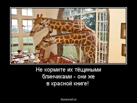 Не кормите их тёщиными блинчиками - они же в красной книге!