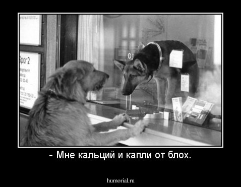 - Мне кальций и капли от блох.