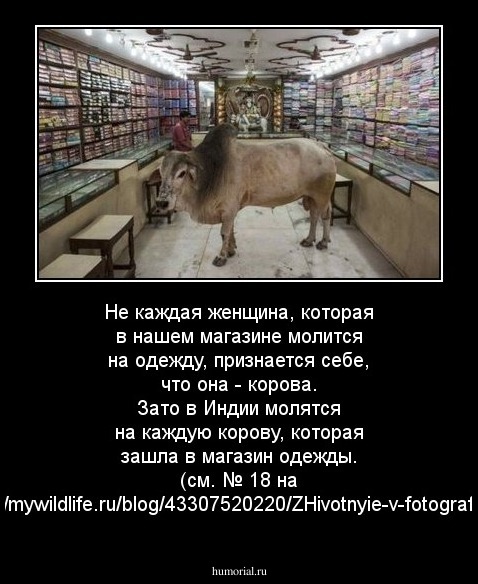 Не каждая женщина, которая в нашем магазине молится на одежду, признается себе, что она - корова. Зато в Индии молятся на каждую корову, которая зашла в магазин одежды. (см. № 18 на http://mywildlife.ru/blog/43307520220/ZHivotnyie-v-fotografiyah)